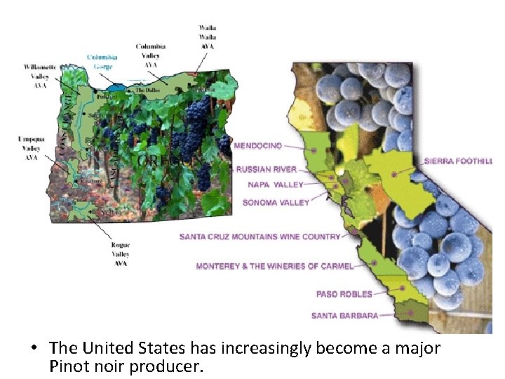  • The United States has increasingly become a major Pinot noir producer. 