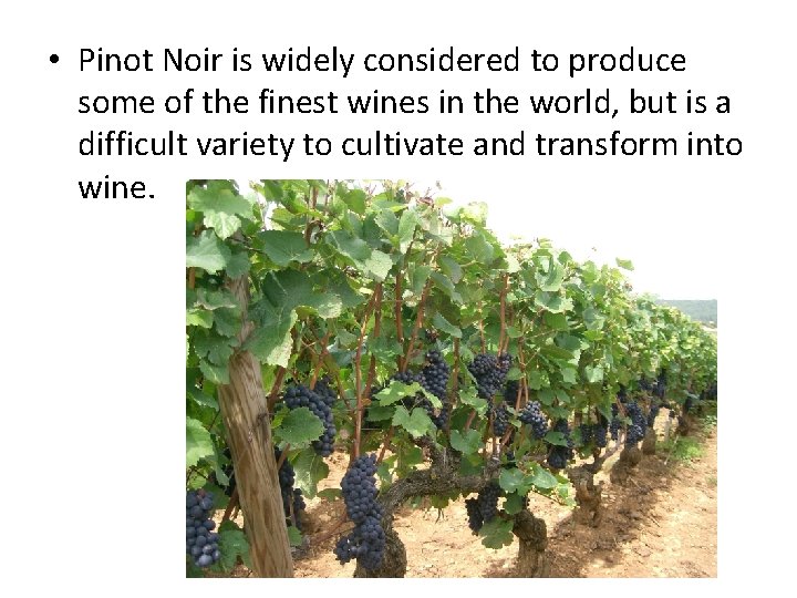  • Pinot Noir is widely considered to produce some of the finest wines