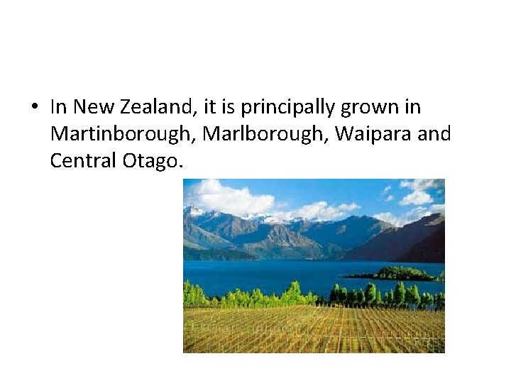  • In New Zealand, it is principally grown in Martinborough, Marlborough, Waipara and