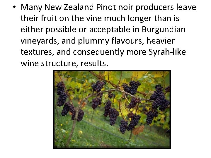  • Many New Zealand Pinot noir producers leave their fruit on the vine