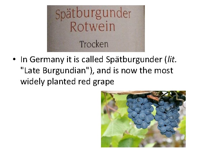  • In Germany it is called Spätburgunder (lit. "Late Burgundian"), and is now