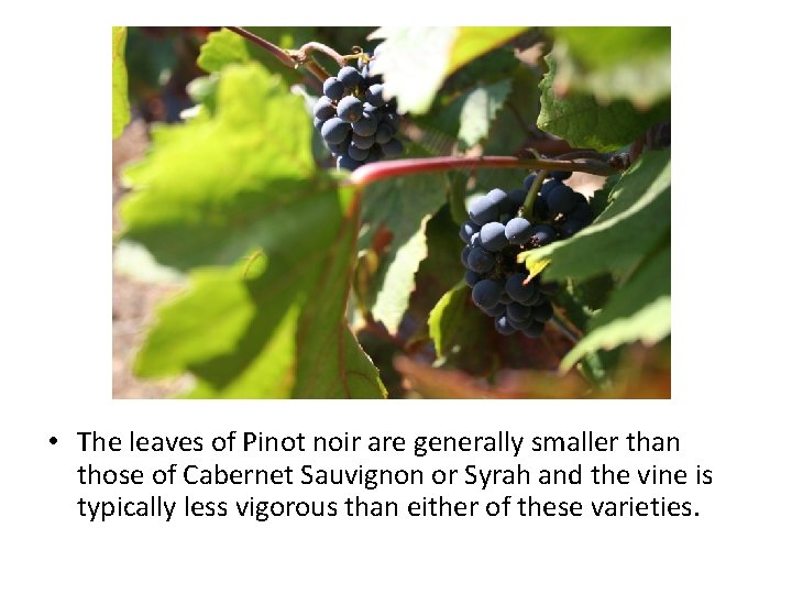  • The leaves of Pinot noir are generally smaller than those of Cabernet
