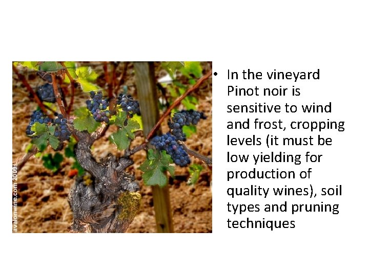  • In the vineyard Pinot noir is sensitive to wind and frost, cropping