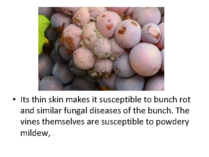  • Its thin skin makes it susceptible to bunch rot and similar fungal