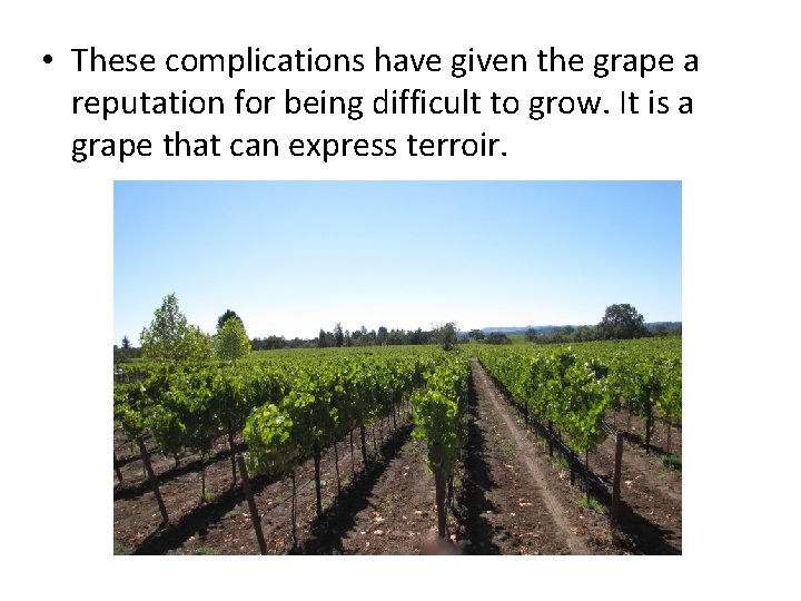 • These complications have given the grape a reputation for being difficult to