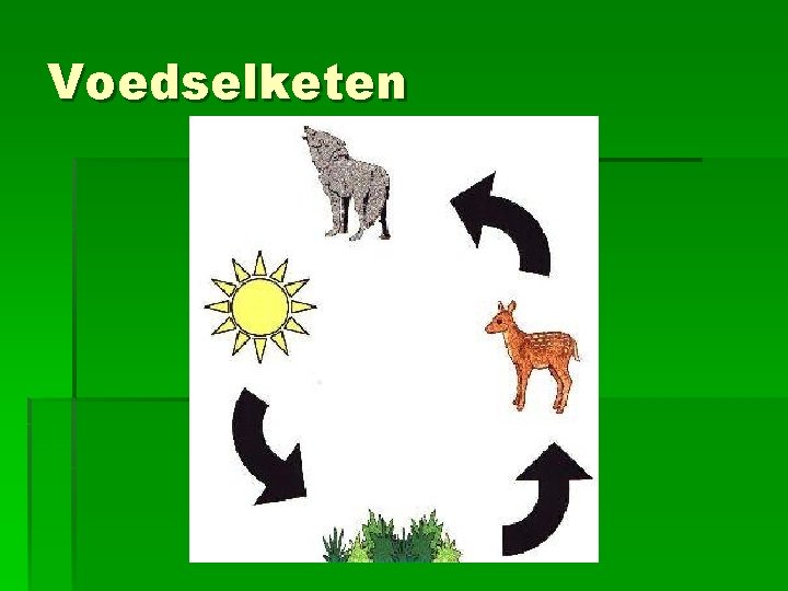Voedselketen Voedselketen