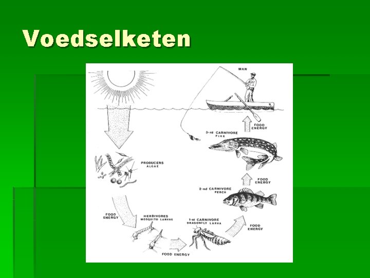 Voedselketen Voedselketen