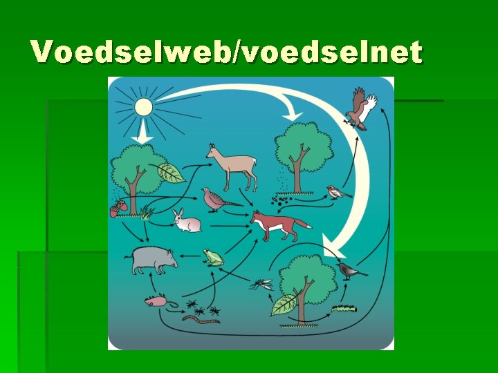 Voedselweb/voedselnet Voedselweb/voedselnet