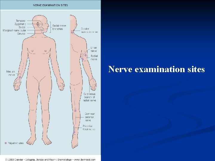 Nerve examination sites 