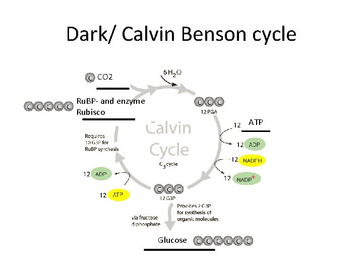 Dark/ Calvin Benson cycle CO 2 Ru. BP- and enzyme Rubisco ATP Glucose 