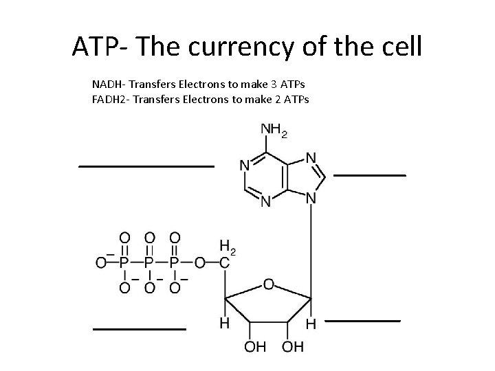 ATP- The currency of the cell NADH- Transfers Electrons to make 3 ATPs FADH