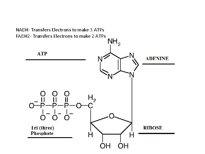 NADH- Transfers Electrons to make 3 ATPs FADH 2 - Transfers Electrons to make