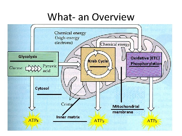 What- an Overview Glycolysis Kreb Cycle Oxidative (ETC) Phosphorylation Cytosol Inner matrix Mitochondrial membrane