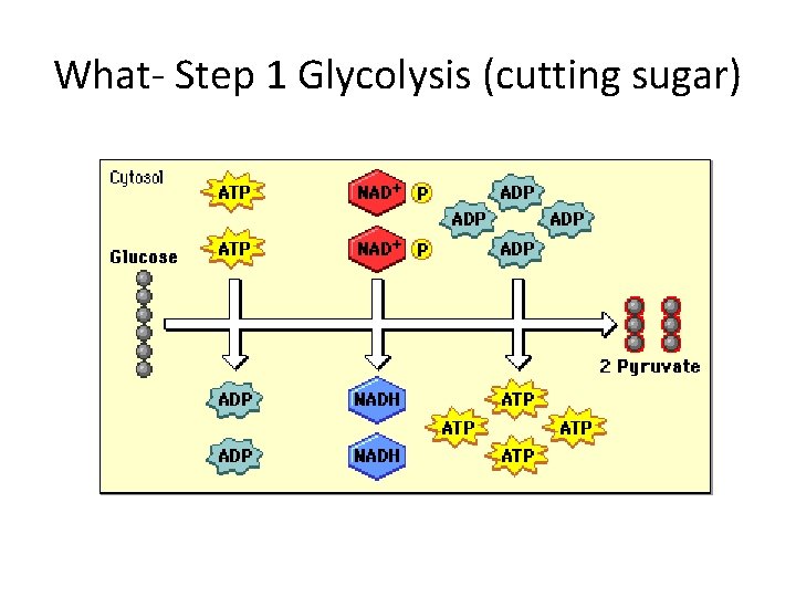 What- Step 1 Glycolysis (cutting sugar) 