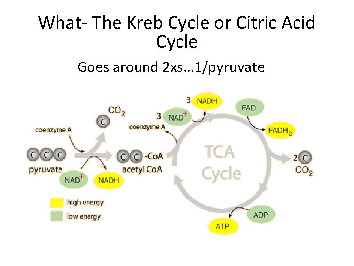 What- The Kreb Cycle or Citric Acid Cycle Goes around 2 xs… 1/pyruvate 