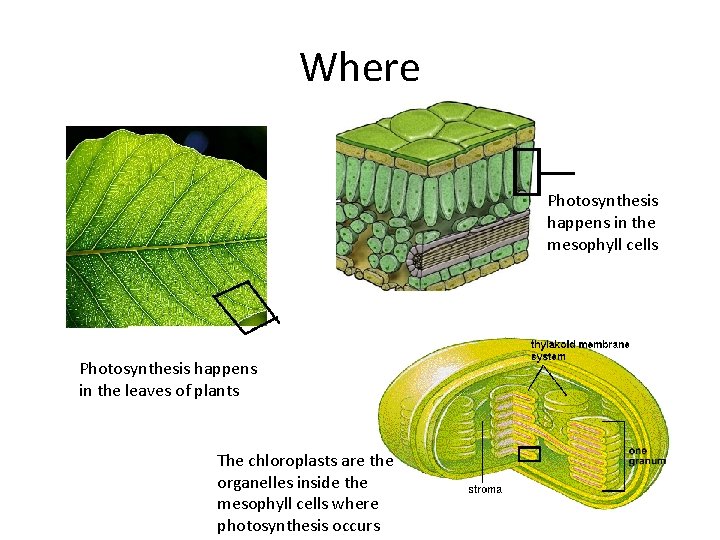 Where Photosynthesis happens in the mesophyll cells Photosynthesis happens in the leaves of plants