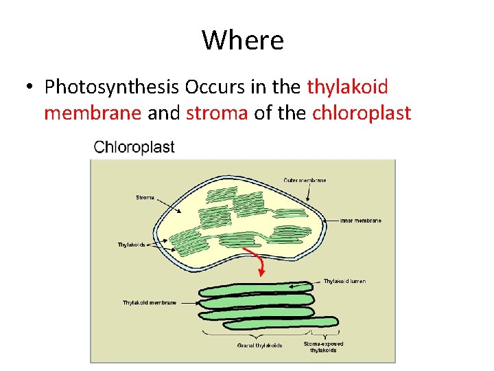 Where • Photosynthesis Occurs in the thylakoid membrane and stroma of the chloroplast 