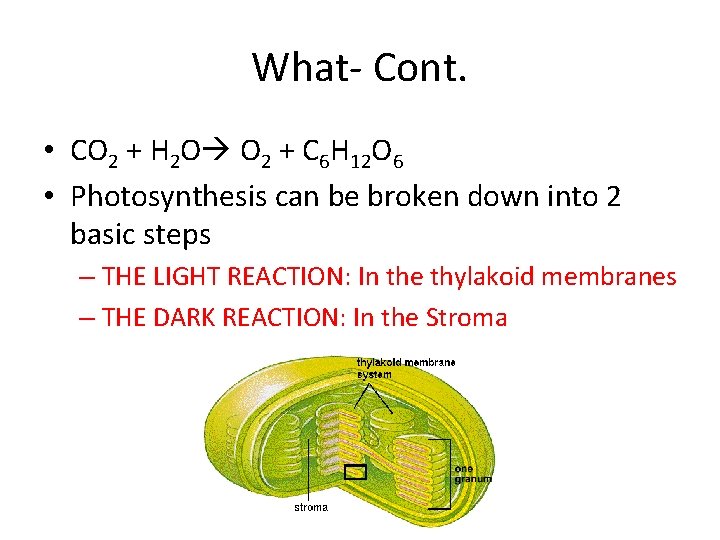 What- Cont. • CO 2 + H 2 O O 2 + C 6