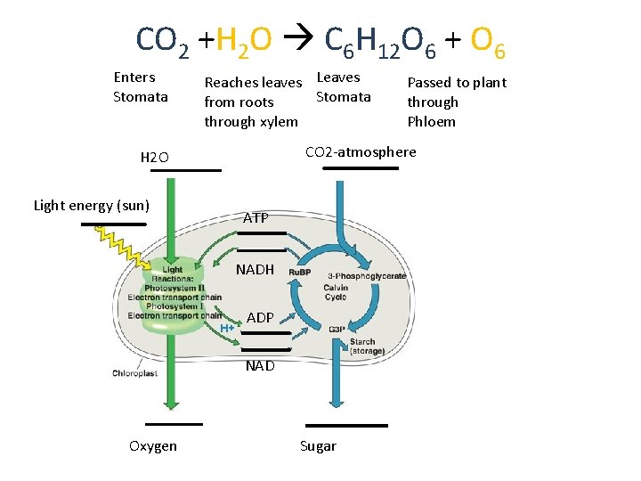 CO 2 +H 2 O C 6 H 12 O 6 + O 6