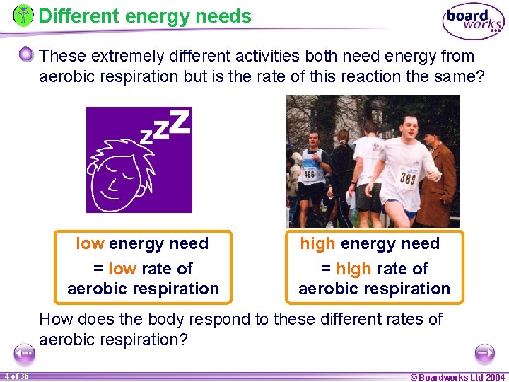 Different energy needs These extremely different activities both need energy from aerobic respiration but