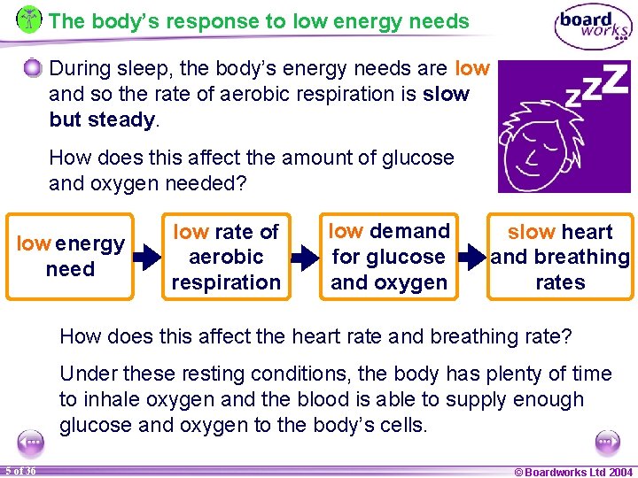 The body’s response to low energy needs During sleep, the body’s energy needs are