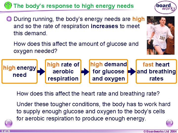 The body’s response to high energy needs During running, the body’s energy needs are