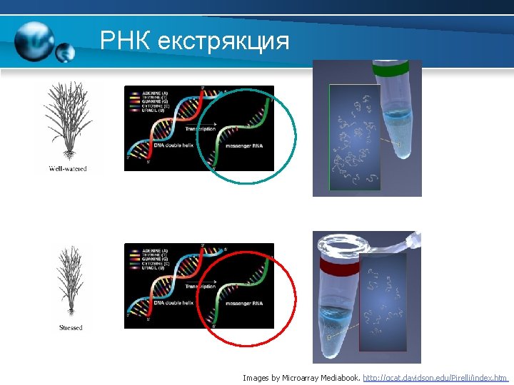 РНК екстрякция Images by Microarray Mediabook. http: //gcat. davidson. edu/Pirelli/index. htm 