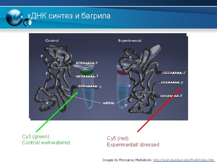 к. ДНК синтез и багрила Cy 3 (green) Control/ well-watered Cy 5 (red) Experimental/