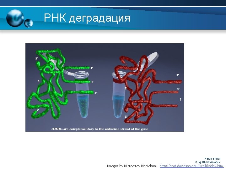 РНК деградация Nelzo Ereful Crop Bioinformatics Images by Microarray Mediabook. http: //gcat. davidson. edu/Pirelli/index.