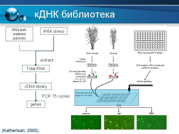 к. ДНК библиотека IR 64 wellwatered panicles IR 64 stress extract Total RNA c.