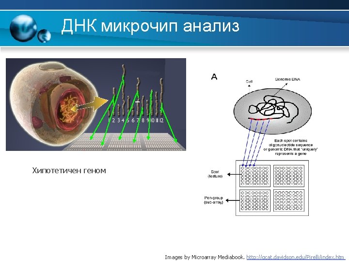 ДНК микрочип анализ Хипотетичен геном Images by Microarray Mediabook. http: //gcat. davidson. edu/Pirelli/index. htm