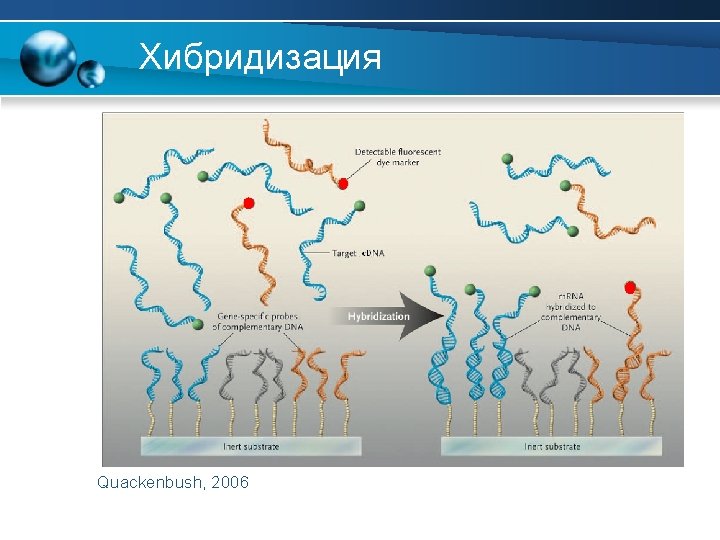 Хибридизация Quackenbush, 2006 