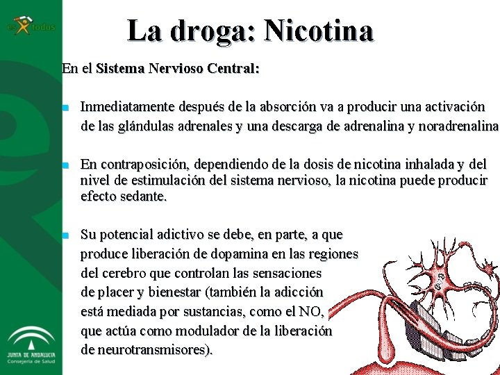 La droga: Nicotina En el Sistema Nervioso Central: n Inmediatamente después de la absorción