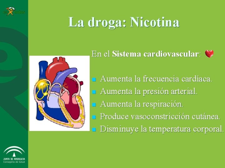 La droga: Nicotina En el Sistema cardiovascular: n n n Aumenta la frecuencia cardíaca.