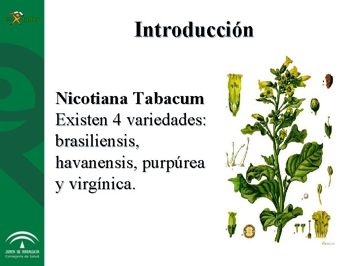 Introducción Nicotiana Tabacum Existen 4 variedades: brasiliensis, havanensis, purpúrea y virgínica. 