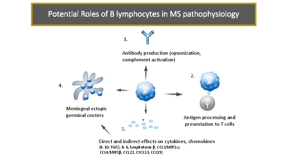 Potential Roles of B lymphocytes in MS pathophysiology 1. Antibody production (opsonization, complement activation)