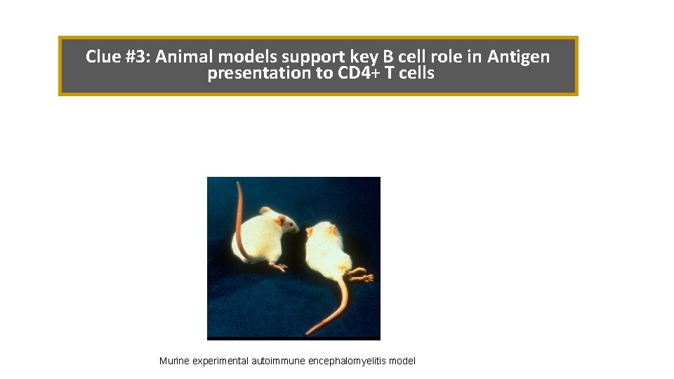 Clue #3: Animal models support key B cell role in Antigen presentation to CD