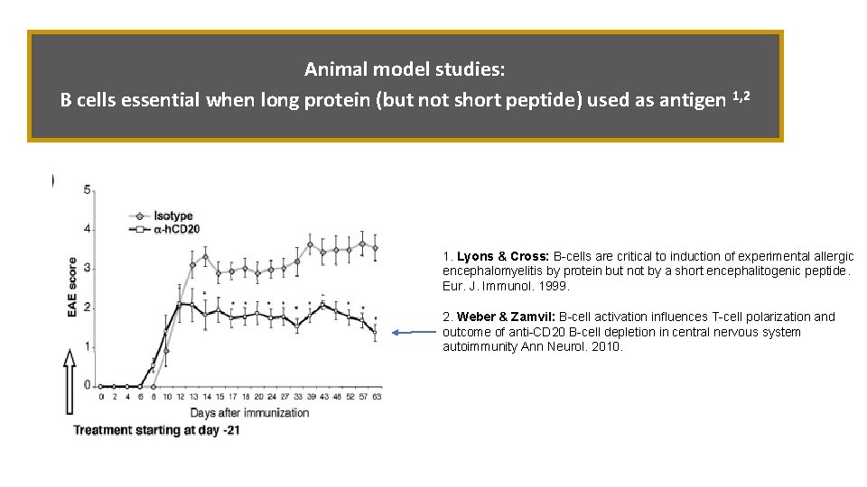Animal model studies: B cells essential when long protein (but not short peptide) used