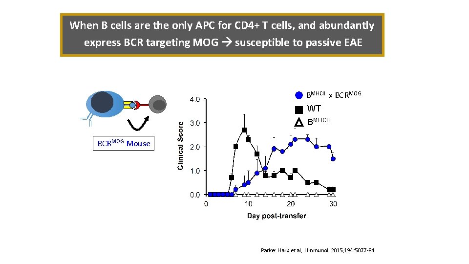 When B cells are the only APC for CD 4+ T cells, and abundantly