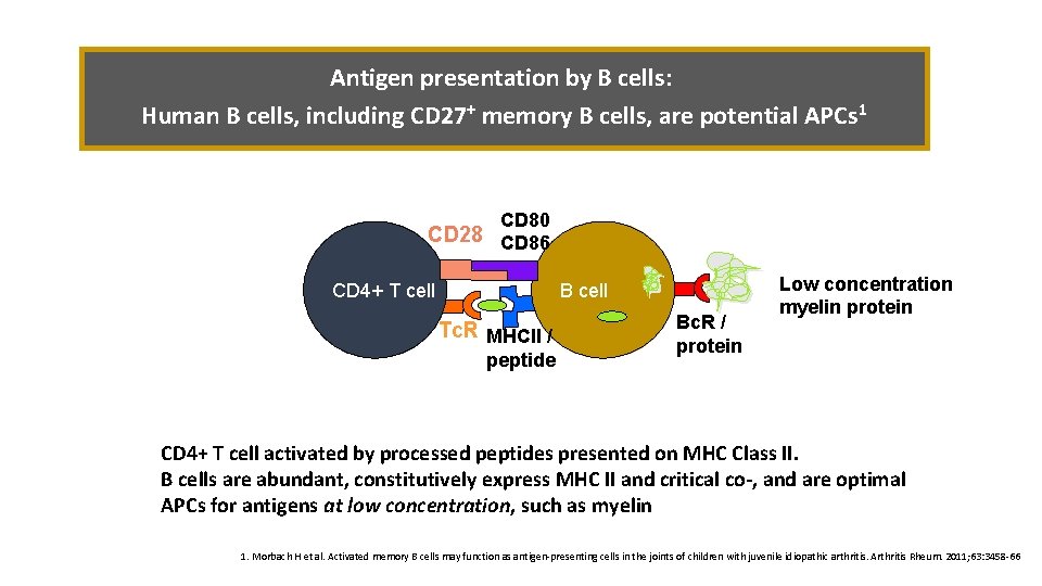 Antigen presentation by B cells: Human B cells, including CD 27+ memory B cells,