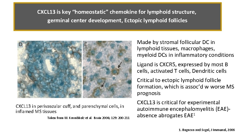 CXCL 13 is key “homeostatic” chemokine for lymphoid structure, germinal center development, Ectopic lymphoid