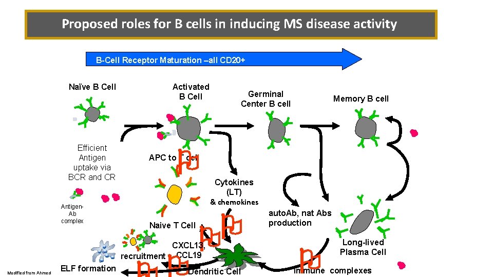 Proposed roles for B cells in inducing MS disease activity B-Cell Receptor Maturation –all
