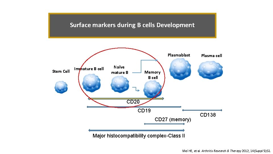 Surface markers during B cells Development Plasmablast Stem Cell Immature B cell Naïve mature