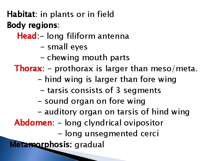 Habitat: in plants or in field Body regions: Head: - long filiform antenna -