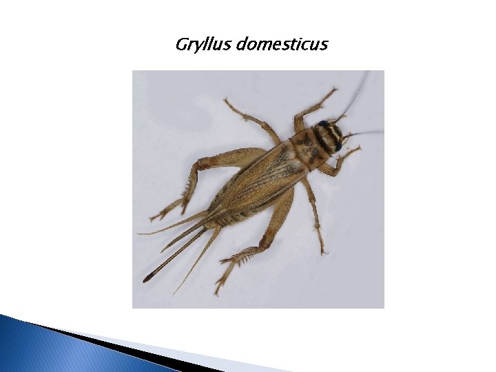 Gryllus domesticus 