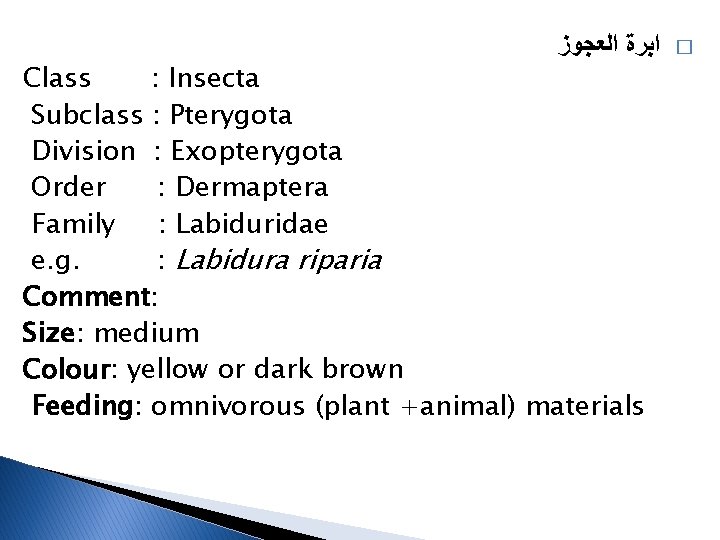  ﺍﺑﺮﺓ ﺍﻟﻌﺠﻮﺯ Class : Insecta Subclass : Pterygota Division : Exopterygota Order :
