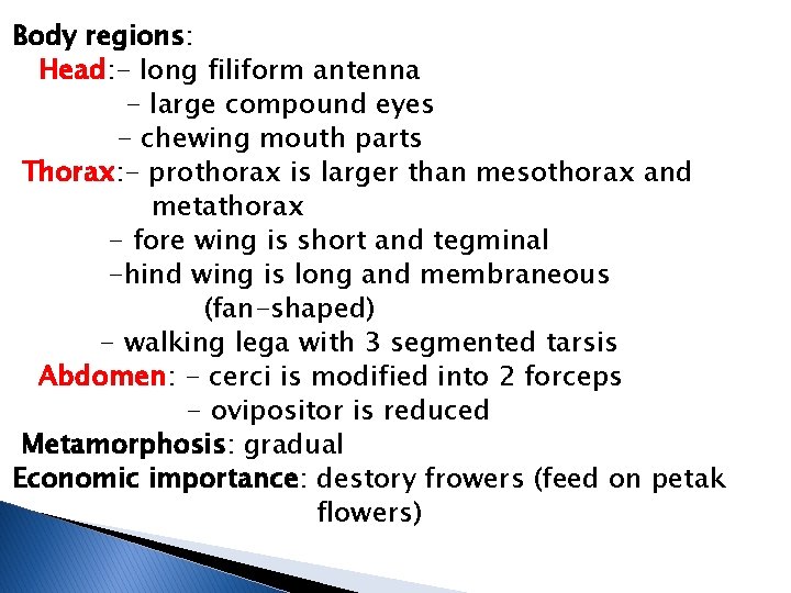 Body regions: Head: - long filiform antenna - large compound eyes - chewing mouth