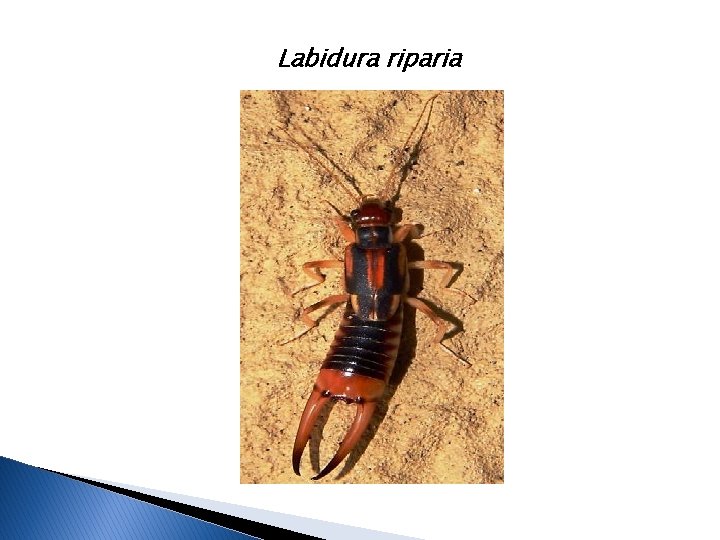Labidura riparia 