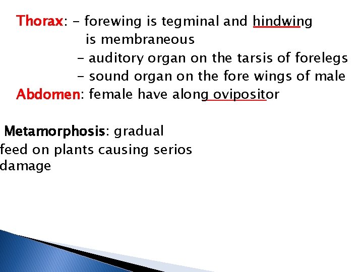 Thorax: - forewing is tegminal and hindwing is membraneous - auditory organ on the
