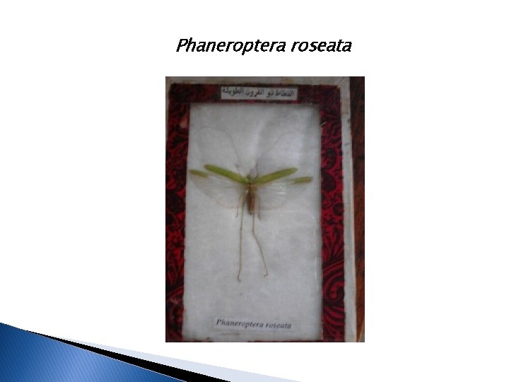 Phaneroptera roseata 